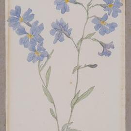 "Dampiera" - Dampiera stricta