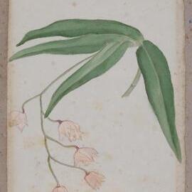 "Rock Orchid" - Dendrobium kingianum