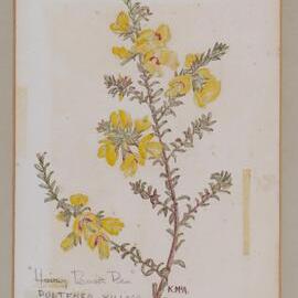 "Hairy Bush Pea" - Pultenea villosa