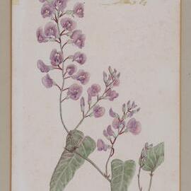 "False Sarsapariella" - Hardenbergia violacea