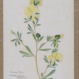 "Wedge Pea" - Gompholobium virgatum