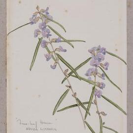 "Fine-leaf Hovea" - Hovea linearis