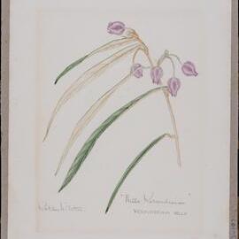 "Hills Keraudrenia" - Keraudrenia hillii
