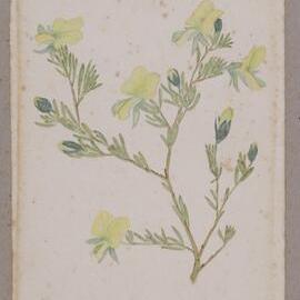 Wedge Pea - Gompholobium Virgatum