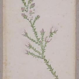 Untitled wildflower