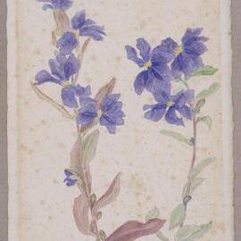 Untitled wildflower