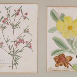 A. "Mirbelia" - Mirbelia reticulata, B. "Twinning Guinea-flower" - Hibbertia scandens