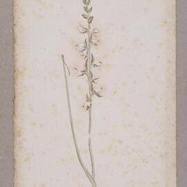 "A Leek Orchid" - Prasophyllum brevilabre