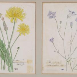 A. "Flatweed" - Hypochoeris Radicata, B. "Harebells" - Wahlenbergia Gracilis