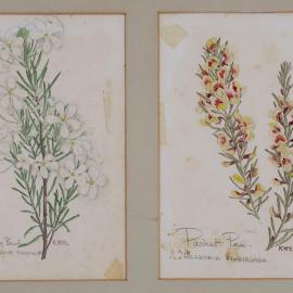 A. "Wedding Bush" - Ricinocarpus Pinifolios, B. "Parrot Pea" - Dillwynia Floribunda