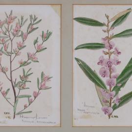 A. "Possum Flower" - Boronia Rosmarinifolia, B. "Hovea" - Hovea Acutifolia