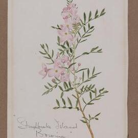 "Stradbroke Island Boronia"