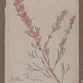 "Wallum Boronia or Rosy Boronia" - Boronia falcifolia