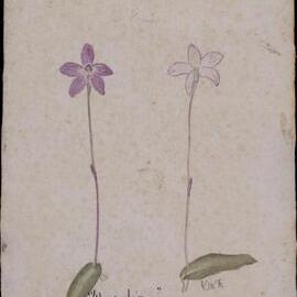 "Wax-Lips" - Glossodia minor