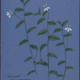 "Whiteroot" - Lobelia purpurasens