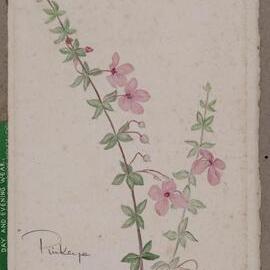 "Pinkeye" - Tetratheca thymifolia
