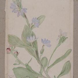 "Scented Fan flower" - Scaevola guaveolens