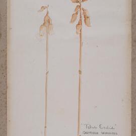 "Potato Orchids" - Gastrodia sesamoides