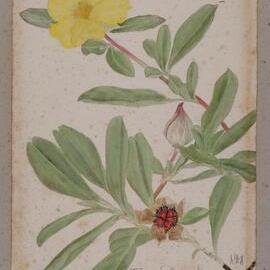 "Twining Guinea flower" - Hibbertia scandens