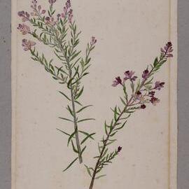 "Heath milkwort" - Comesperma eriginum