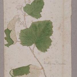 "Molucca Bramble" - Rubus moluccanus