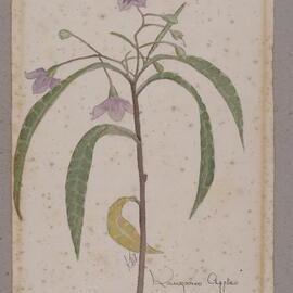 "Kangaroo Apple" - Solanum aviculare