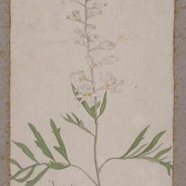  "Wild parsley" - Lomatia silaifolia