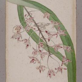 "Spotted Cymbidium" - Cymbidium canaliculatum