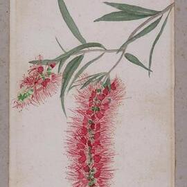"Weeping Bottlebrush" - Callistemon viminalis