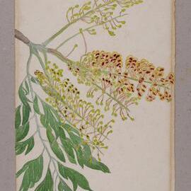 "Silky Oak" - Grevillea robusta