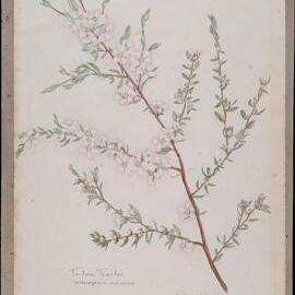 "Tantoon Tea-tree" - Leptospermum flavescens