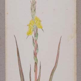 "Woolly Water-lily" - Philydrum lanuginosum