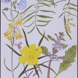 Mixed wildflower card - "Herberton"