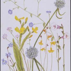 Mixed wildflower cards - "Mt Croll"