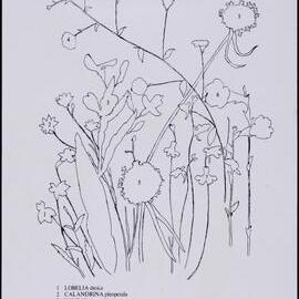Mixed wildflower cards - "Mt Croll" side 2