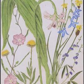 Mixed wildflower cards