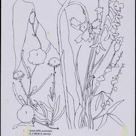Mixed wildflower cards - side 2