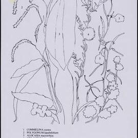 Mixed wildflower cards 