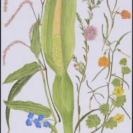 Mixed wildflower cards 