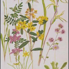 Mixed wildflower cards - "Wyberba Wildflowers" 