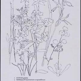 Mixed wildflower cards - "Wyberba Wildflowers" - side 2