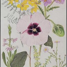 Mixed wildflower cards