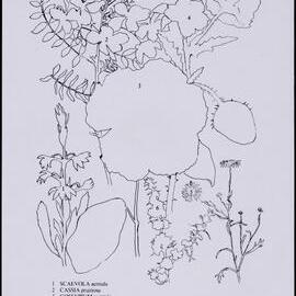 Mixed wildflower cards - side 2