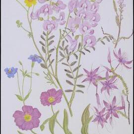Mixed wildflower cards