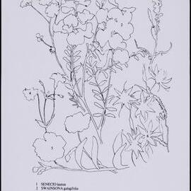 Mixed wildflower cards - side 2
