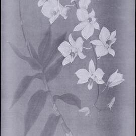 "White Kurrajong" 
