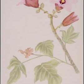 "White Kurrajong" - Brachychiton discolor