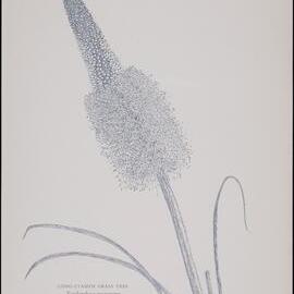 "Long-stamen Grass Tree" - Xanthorrhoea macronema