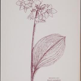 "Brisbane Lily" - Eurycles cunninghamii