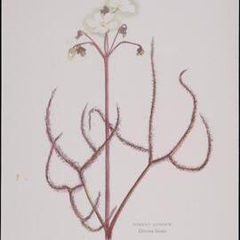 "Forked Sundew" - Drosera Binata